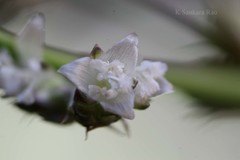 Aechmea recurvata